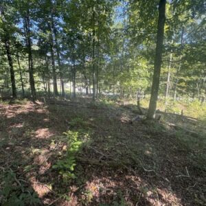 1.62 acres in Poplar Bluff, MO (Butler County) - APN 1090809320000000004010 (photo 9)